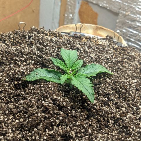 Auto Dutch Driver Feminised  growlog timeline photo