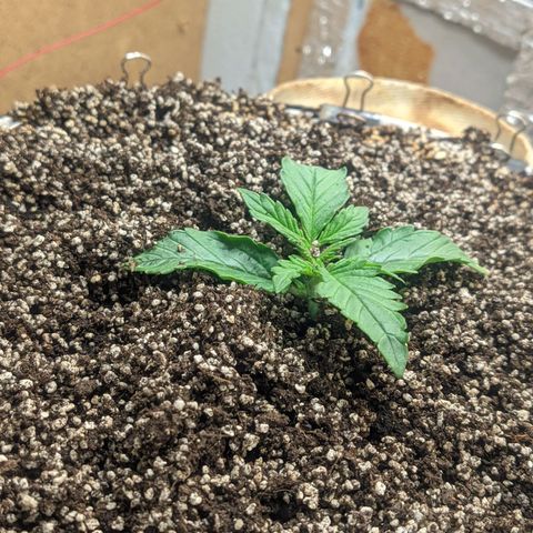 Auto Dutch Driver Feminised  growlog timeline photo