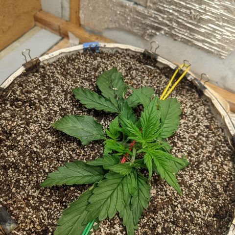 Auto Dutch Driver Feminised  growlog timeline photo