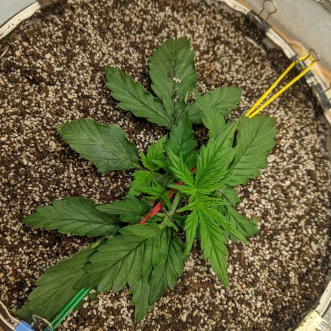 Auto Dutch Driver Feminised  growlog timeline photo