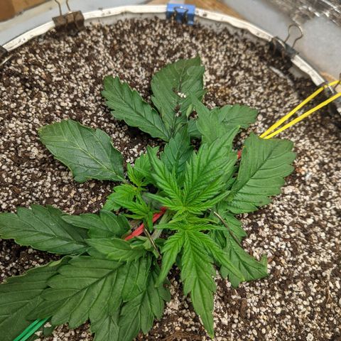 Auto Dutch Driver Feminised  growlog timeline photo