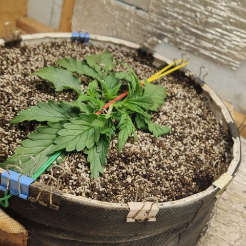 Auto Dutch Driver Feminised  growlog timeline photo