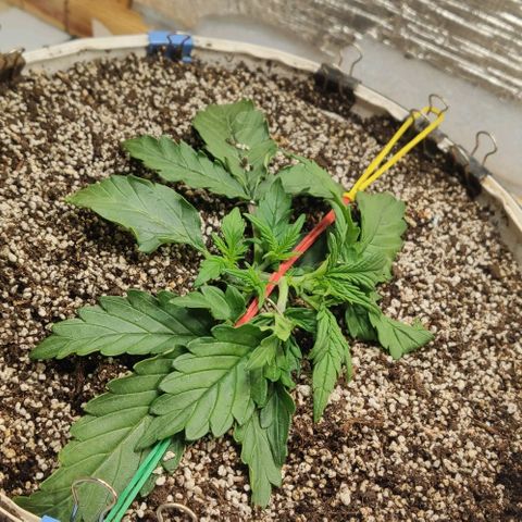 Auto Dutch Driver Feminised  growlog timeline photo