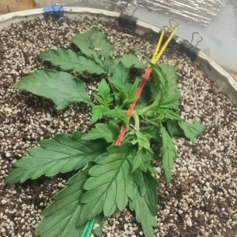 Auto Dutch Driver Feminised  growlog timeline photo