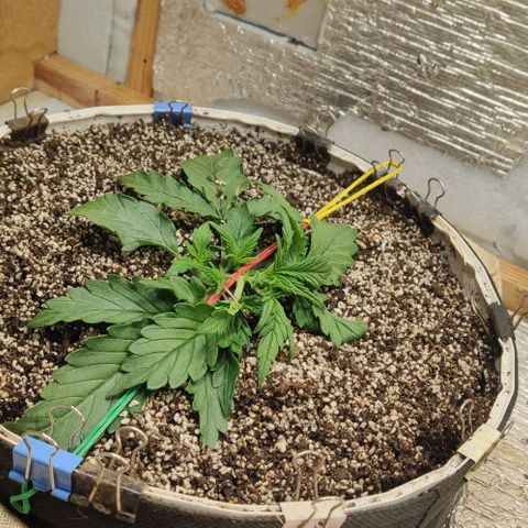 Auto Dutch Driver Feminised  growlog timeline photo