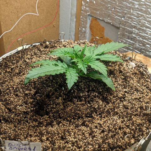 Auto Dutch Driver Feminised  growlog timeline photo