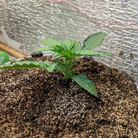 Auto Dutch Driver Feminised  growlog timeline photo