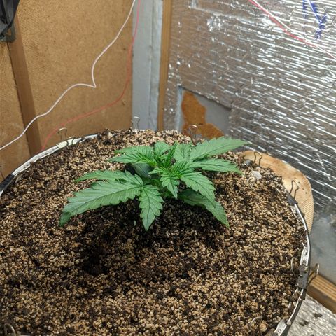 Auto Dutch Driver Feminised  growlog timeline photo