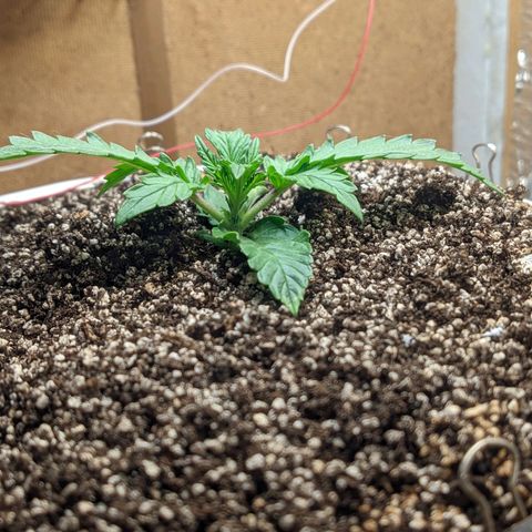 Auto Dutch Driver Feminised  growlog timeline photo