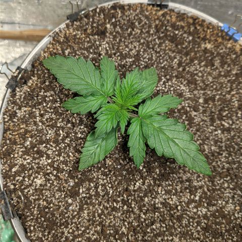 Auto Dutch Driver Feminised  growlog timeline photo