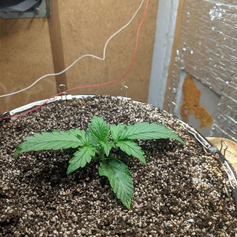 Auto Dutch Driver Feminised  growlog timeline photo
