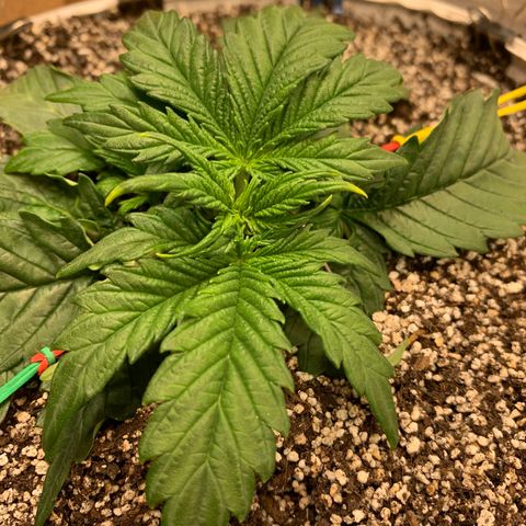 Auto Dutch Driver Feminised  growlog timeline photo