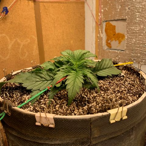 Auto Dutch Driver Feminised  growlog timeline photo
