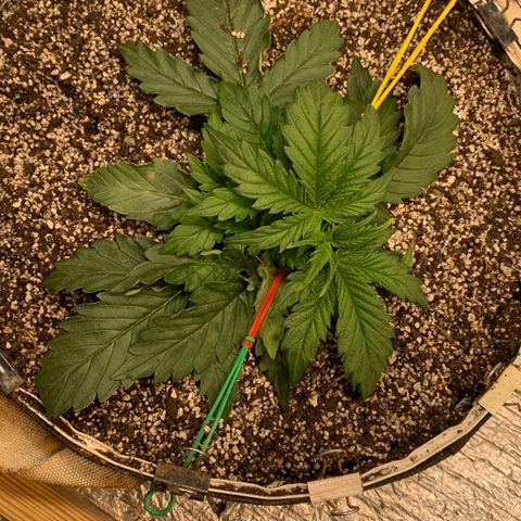 Auto Dutch Driver Feminised  growlog timeline photo