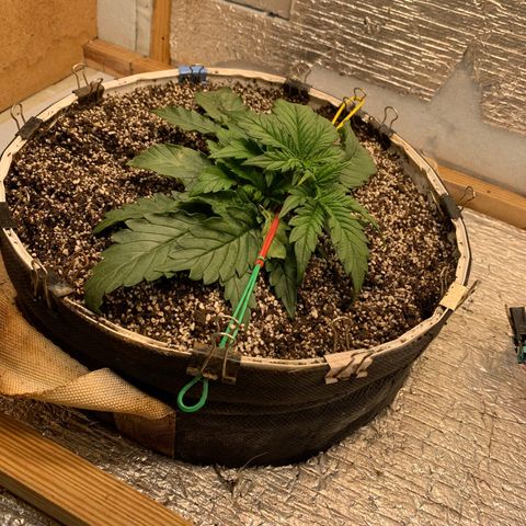Auto Dutch Driver Feminised  growlog timeline photo