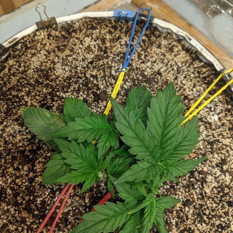 Auto Dutch Driver Feminised  growlog timeline photo