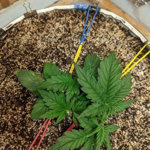 Auto Dutch Driver Feminised  growlog timeline photo
