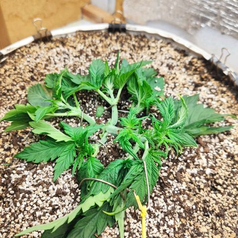 Auto Dutch Driver Feminised  growlog timeline photo
