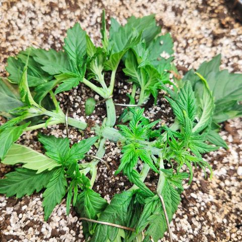 Auto Dutch Driver Feminised  growlog timeline photo