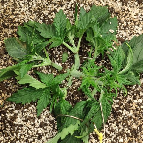 Auto Dutch Driver Feminised  growlog timeline photo