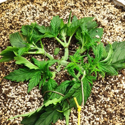 Auto Dutch Driver Feminised  growlog timeline photo
