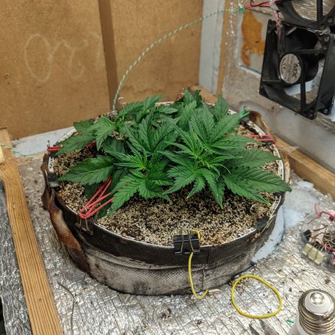 Auto Dutch Driver Feminised  growlog timeline photo
