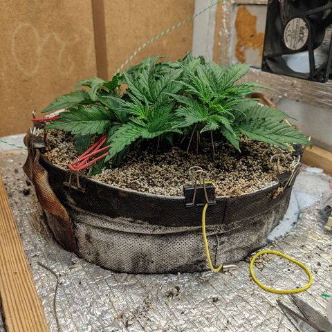 Auto Dutch Driver Feminised  growlog timeline photo