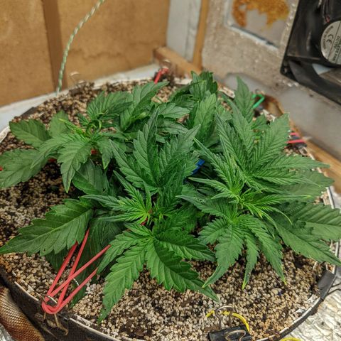 Auto Dutch Driver Feminised  growlog timeline photo