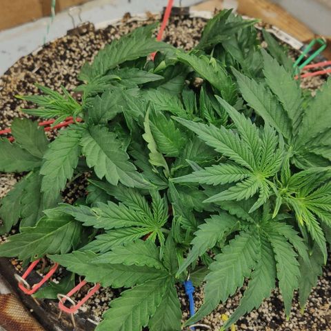 Auto Dutch Driver Feminised  growlog timeline photo