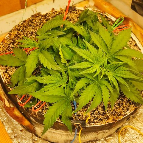 Auto Dutch Driver Feminised  growlog timeline photo