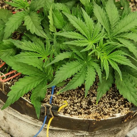 Auto Dutch Driver Feminised  growlog timeline photo