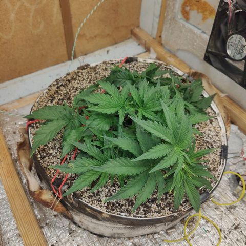 Auto Dutch Driver Feminised  growlog timeline photo