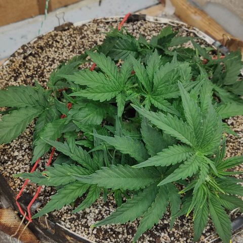 Auto Dutch Driver Feminised  growlog timeline photo