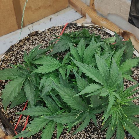 Auto Dutch Driver Feminised  growlog timeline photo