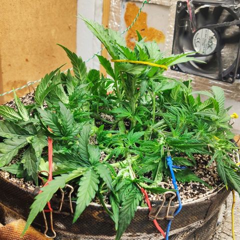 Auto Dutch Driver Feminised  growlog timeline photo