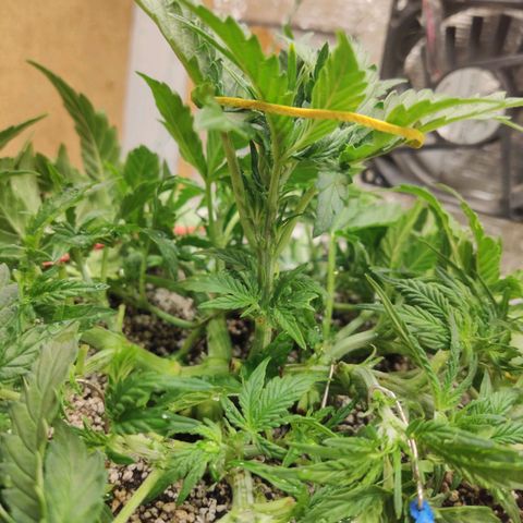 Auto Dutch Driver Feminised  growlog timeline photo