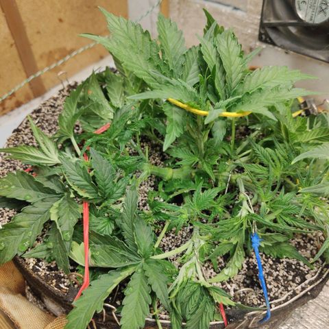 Auto Dutch Driver Feminised  growlog timeline photo