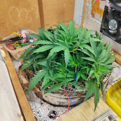 Auto Dutch Driver Feminised  growlog timeline photo
