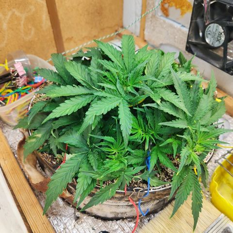 Auto Dutch Driver Feminised  growlog timeline photo
