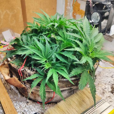 Auto Dutch Driver Feminised  growlog timeline photo