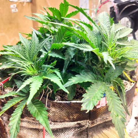 Auto Dutch Driver Feminised  growlog timeline photo