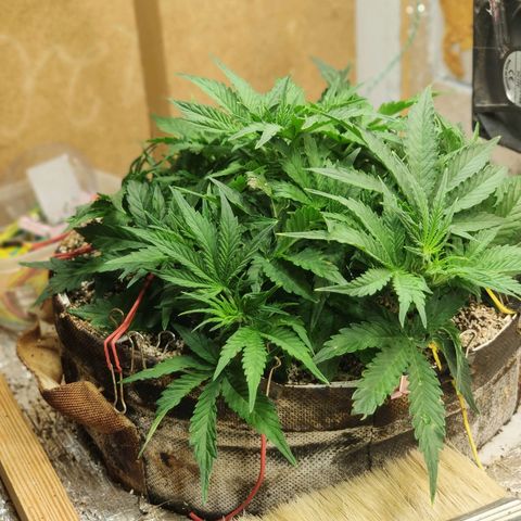 Auto Dutch Driver Feminised  growlog timeline photo