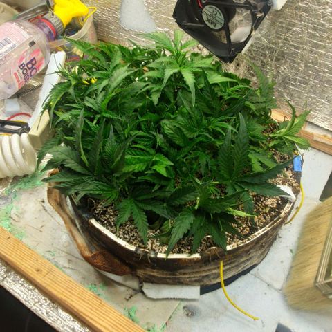 Auto Dutch Driver Feminised  growlog timeline photo