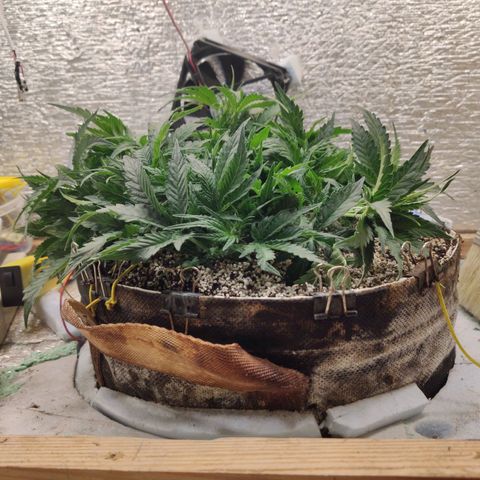Auto Dutch Driver Feminised  growlog timeline photo
