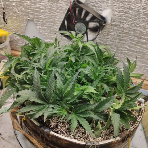 Auto Dutch Driver Feminised  growlog timeline photo