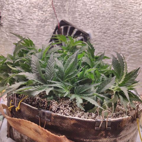 Auto Dutch Driver Feminised  growlog timeline photo