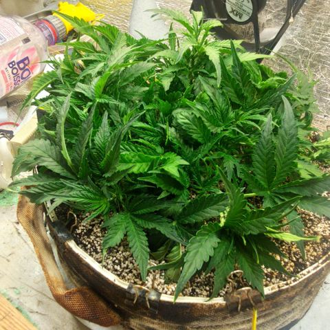 Auto Dutch Driver Feminised  growlog timeline photo
