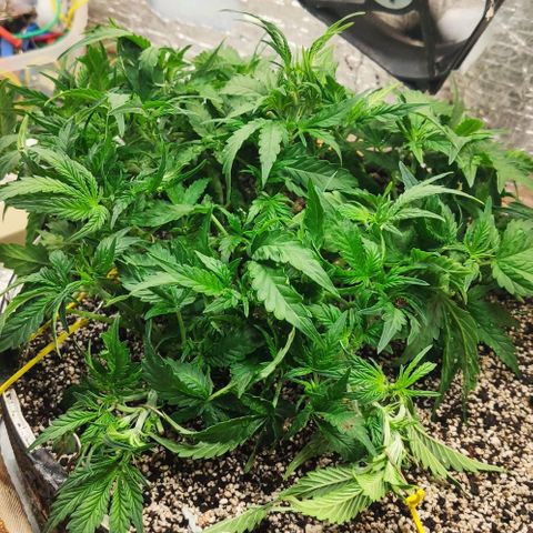 Auto Dutch Driver Feminised  growlog timeline photo