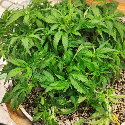 Auto Dutch Driver Feminised  growlog timeline photo