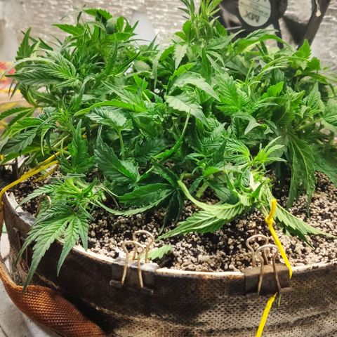 Auto Dutch Driver Feminised  growlog timeline photo